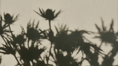 Shadows from flowers, time-lapse. Stock Footage 329903638