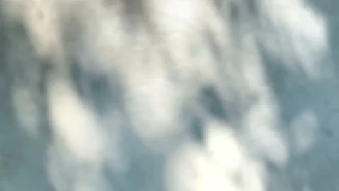 Shadows of foliage in thee wind reflected on a light grey wall. Vídeo Stock 134609571