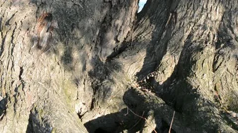 Shadows Stock Footage 10992752