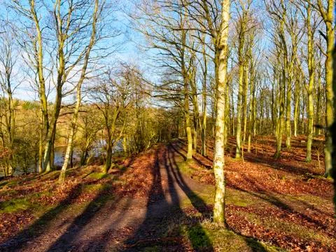 Shadows on the footpath Stock Photos