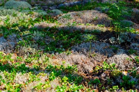 The shadows in the forest fall on the white moss and green young shoots of tr Stock-Fotos