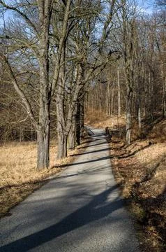 Shadows on a Forest Path Stock Photos