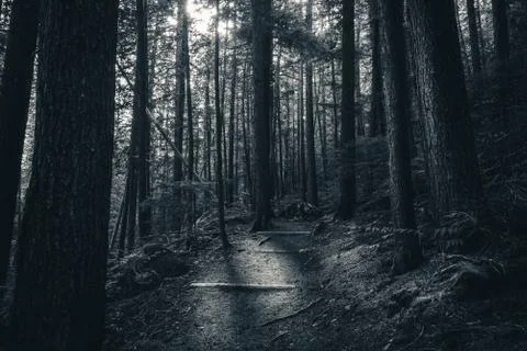 Shadows in a forest. Stock Photos