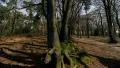 shadows in forest time lapse 11321 4k or 4k+ Resolution