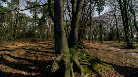 Shadows in forest time lapse 11321 Stock Footage 36155815