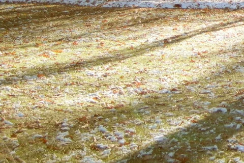 Shadows on grass Stock Footage 111252