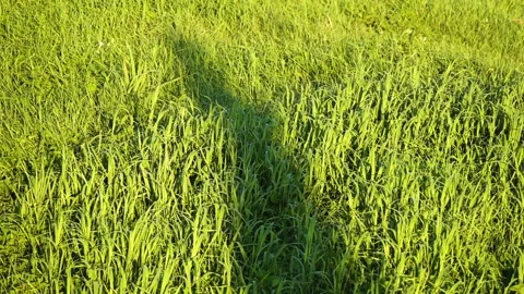 Shadows on the green grass of two people who lower and raise their arms up an Stock Footage 159473191