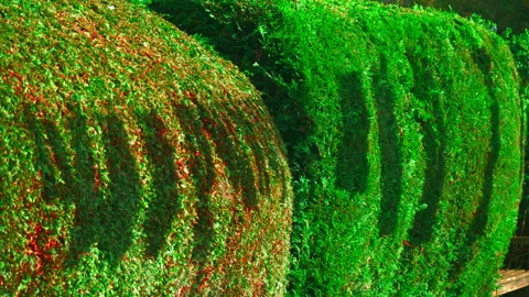 Shadows on green hedges of garments drying on a line in the breeze. Stock Footage 255721597