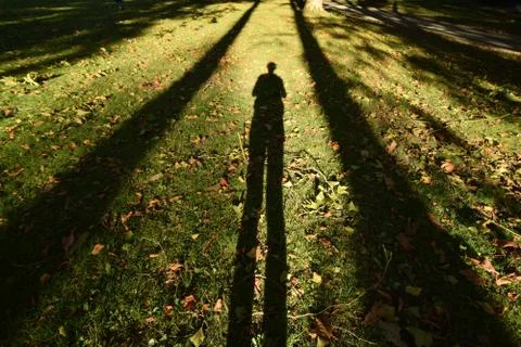 Shadows on Ground - Tall Tree Shadows Stock Photos