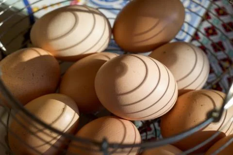 Shadows on a group of chichen eggs in a container Stock Photos