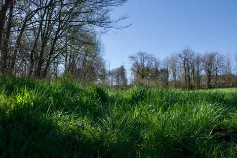 Shadows of height green trees on a green field in a relaxing sunny morning Stock Photos