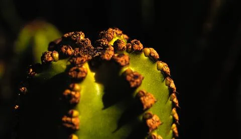 Shadows in the hidden thorns Stock Photos