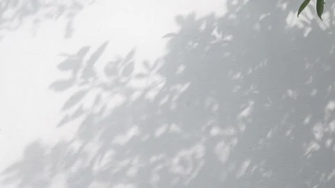 Shadows leaf with blowing wind Stock Footage 134365202