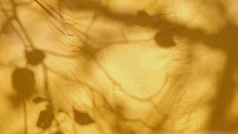 Shadows leaf with blowing wind overlay on old yellow fabric background Stock Footage 151299254