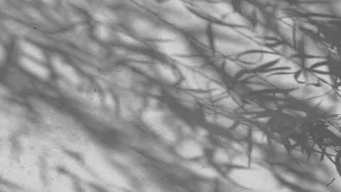 Shadows leaf with blowing wind on wall background Stock Footage 155215759