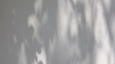 Shadows leaf with blowing wind on a white wall background Video stock 134745765