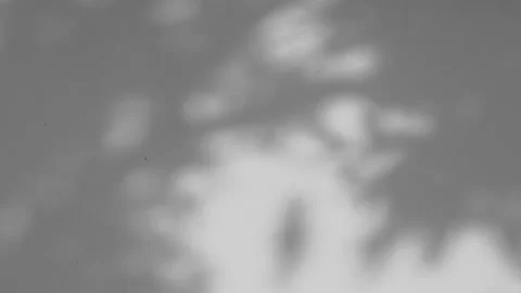 Shadows leaf with blowing wind on white wall background Stock Footage 142704898