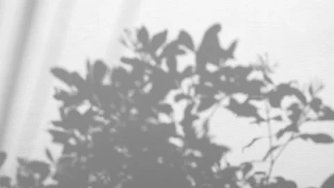 Shadows leaf in wind blowing overlay on white concrete wall Stock Footage 152892885