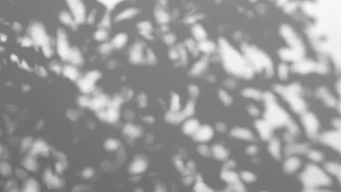 Shadows leaf in wind blowing overlay on white concrete wall Stock Footage 155215719