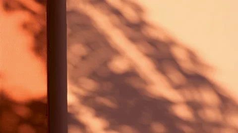 Shadows leaf in wind blowing overlay on red concrete wall Stock Footage 166796061