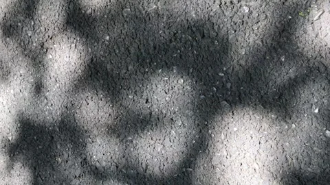 Shadows of the leaves and branches moving on the ground. Dappled light Stock-Footage 336432078