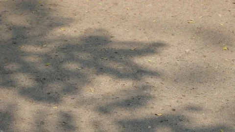The shadows of the leaves are moving slowly on the cement floor in the daytime. Stock Footage 237995021