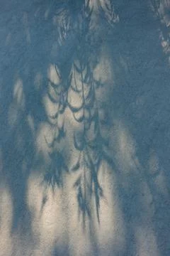 Shadows of leaves cast on a light surface create a tranquil, natural pattern in Stock Photos