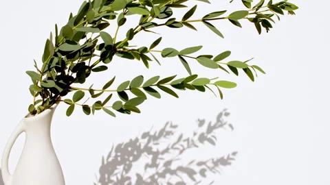 Shadows from from leaves of the eucalyptus on the wall. Motion of leaves 库存影片 252142893