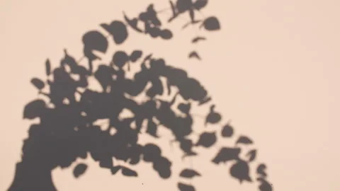 Shadows from from leaves of the eucalyptus on the wall. Motion of leaves Stock Footage 267969092