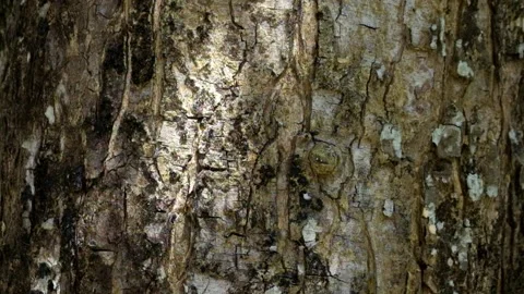 Shadows of leaves move softly on the surface of the bark of a large tree tru Stock Footage 319801403