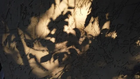 Shadows of leaves on a textured wall. The sun. Stock-Footage 116897755