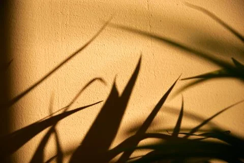 Shadows from the leaves on the wall. Fotos Stock