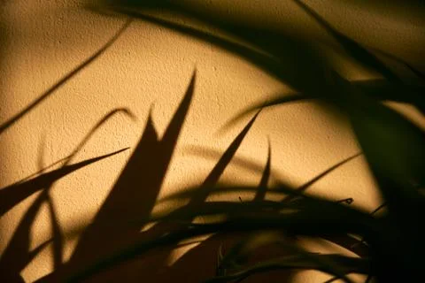 Shadows from the leaves on the wall. 写真素材