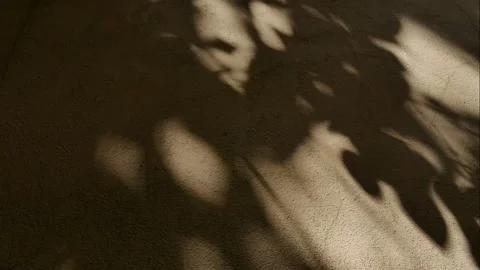 The shadows of the leaves on the wall, time-lapse. Video stock 247838397