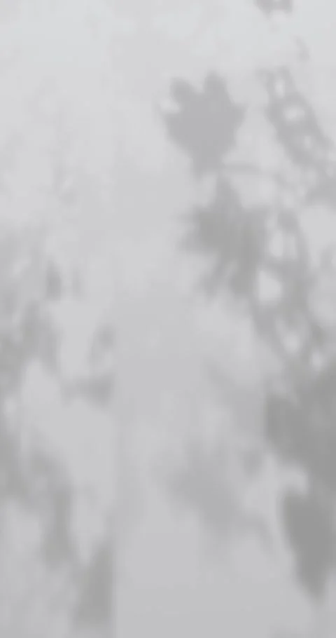 Shadows from leaves on white background, Empty wall interior Stock Footage 296697420