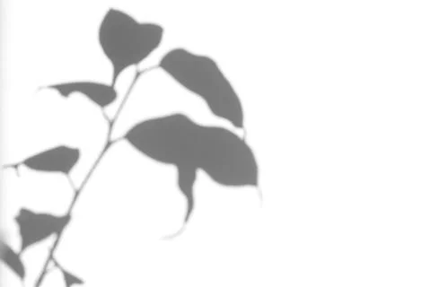 Shadows made of ficus. Stock Photos
