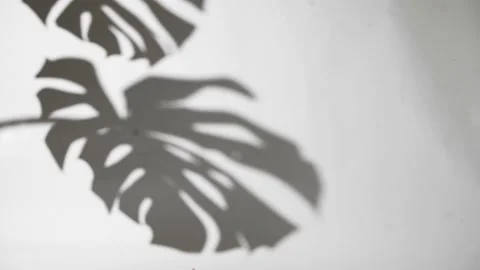 Shadows monstera leaf on concrete plants absorb toxins on white wall Video stock 201361883