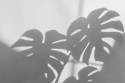 Shadows monstera leaf on concrete textured wall Stock Photos