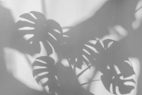 Shadows monstera leaf on concrete textured wall Stock Photos