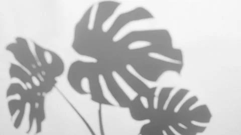 Shadows Monstera Leaf in Wind Blowing Overlay on White Concrete 스톡 동영상 155215980