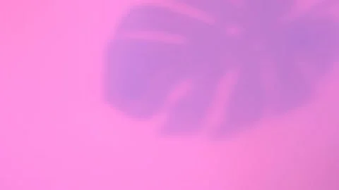 Shadows from monstera leaves on pink background close-up. Stock Footage 201125904