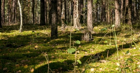 Shadows moving on a moss in a deep forest Stock Footage 95790782