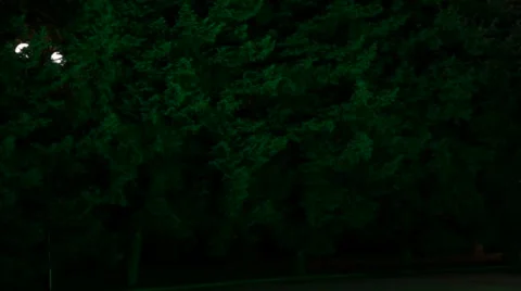 Shadows in night park Video stock 950067