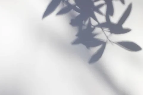 Shadows of olive tree leaves, branches over white wall. Summer background with a Stock-Fotos