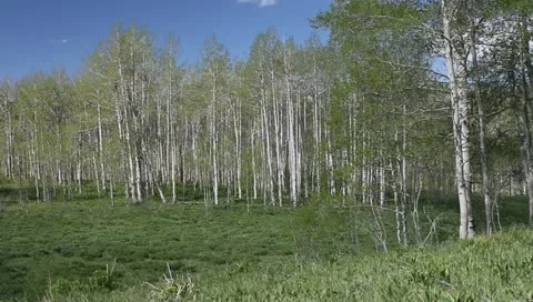Shadows over aspen trees. Stock Footage 11145944