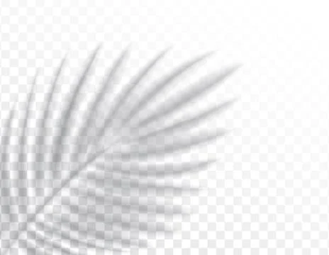 Shadows, overlay effects mock up, leaf of palm tree plant, natural interior Stock Illustration