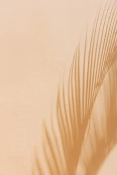 Shadows of a palm leaf creating delicate patterns on a warm beige background Foto stock
