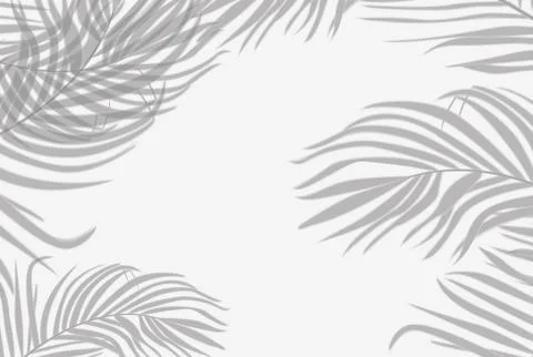 Shadows Palm Leaf on White Wall Background. Summer Concept. Stock Illustration