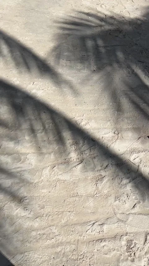 Shadows of palm leaves moving on sandy beach create a serene atmosphere Stock Footage 296608429