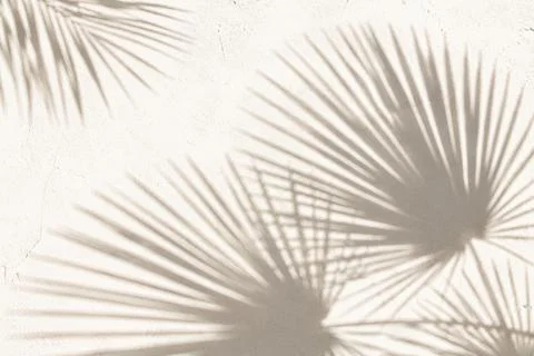 Shadows of palm tree leaves projected onto a neutral 스톡 사진